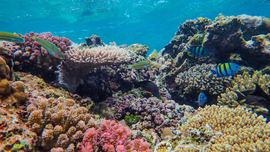 Underwater ocean scene