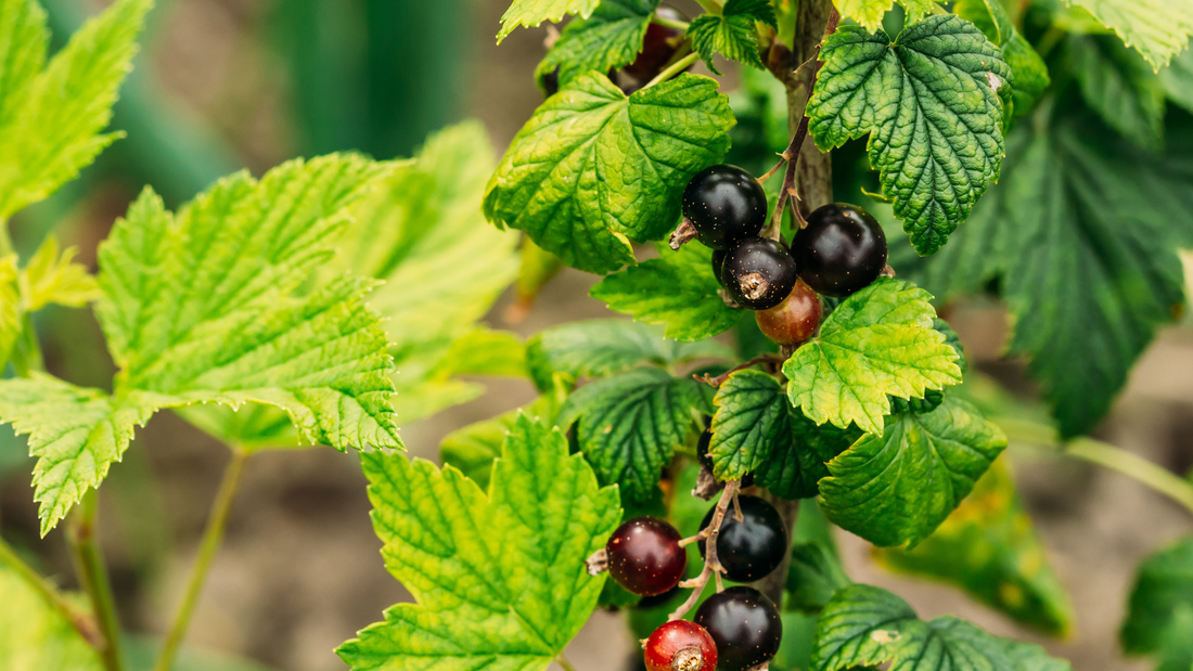Ingredient Spotlight: Blackcurrant