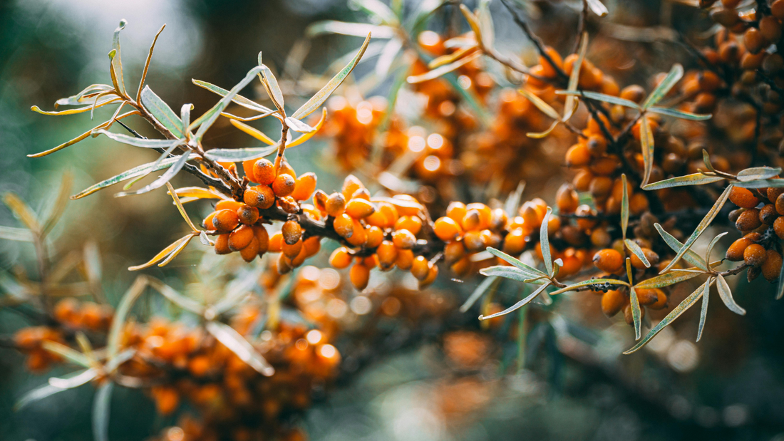 Ingredient spotlight: Sea buckthorn berry