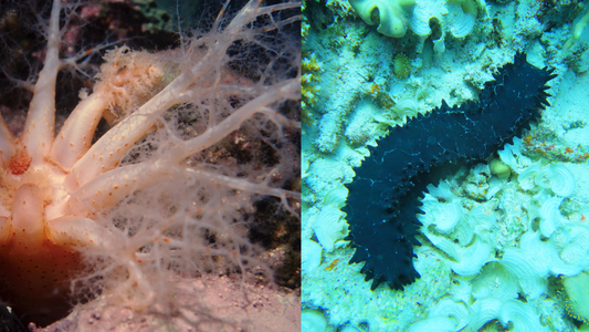 Ingredient spotlight: Sea cucumber